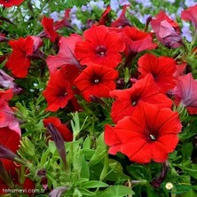 Kırmızı Kısa Petunya Tohumu -Petunia Multiflora Fire (+100 Tohum)