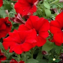 Kırmızı Kısa Petunya Tohumu -Petunia Multiflora Fire (+100 Tohum)