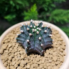 Yağmur Kaktüs Gymnocalycium Mihanovichii 7 cm Boyutunda Özel Tür Kaktüs