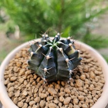 Yağmur Kaktüs Gymnocalycium Mihanovichii 7 cm Boyutunda Özel Tür Kaktüs