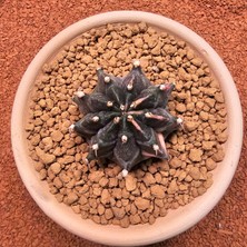 Yağmur Kaktüs Gymnocalycium Mihanovichii 6.5 cm Boyutunda Özel Tür Kaktüs