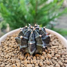 Yağmur Kaktüs Gymnocalycium Mihanovichii 6.5 cm Boyutunda Özel Tür Kaktüs