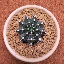 Yağmur Kaktüs Gymnocalycium Mihanovichii 6.5 cm Boyutunda Özel Tür Kaktüs