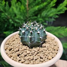 Yağmur Kaktüs Gymnocalycium Mihanovichii 6.5 cm Boyutunda Özel Tür Kaktüs