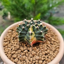 Yağmur Kaktüs Gymnocalycium Mihanovichii 6.5 cm Boyutunda Özel Tür Kaktüs