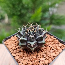 Yağmur Kaktüs Gymnocalycium Mihanovichii 5 cm Boyutunda Özel Tür Kaktüs