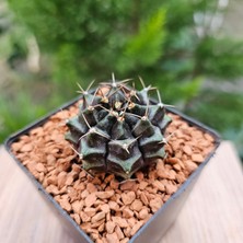 Yağmur Kaktüs Gymnocalycium Mihanovichii 5 cm Boyutunda Özel Tür Kaktüs