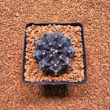 Yağmur Kaktüs Gymnocalycium Mihanovichii 5 cm Boyutunda Özel Tür Kaktüs