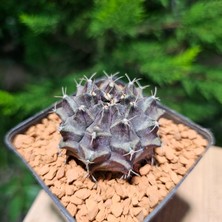 Yağmur Kaktüs Gymnocalycium Mihanovichii 5 cm Boyutunda Özel Tür Kaktüs