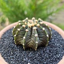 Yağmur Kaktüs Gymnocalycium Mihanovichii 6 cm Boyutunda Özel Tür Kaktüs