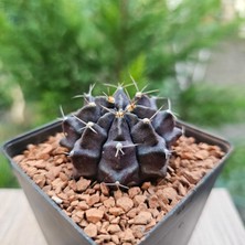 Yağmur Kaktüs Gymnocalycium Mihanovichii 5.5 cm Boyutunda Özel Tür Kaktüs