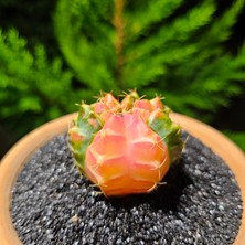 Yağmur Kaktüs Gymnocalycium Mihanovichii 5 cm Boyutunda Özel Tür Kaktüs