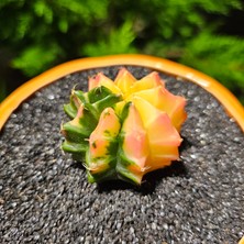 Yağmur Kaktüs Gymnocalycium Mihanovichii 5 cm Boyutunda Özel Tür Kaktüs