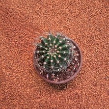 Yağmur Kaktüs Echinopsis 8.5lik Saksıda Kaktüs