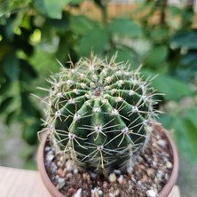 Yağmur Kaktüs Echinopsis 8.5lik Saksıda Kaktüs