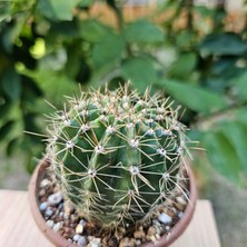 Yağmur Kaktüs Echinopsis 8.5lik Saksıda Kaktüs