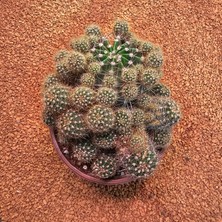 Yağmur Kaktüs Echinopsis Bol Yavrulu 12LIK Saksıda Kaktüs