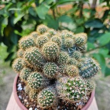 Yağmur Kaktüs Echinopsis Bol Yavrulu 12LIK Saksıda Kaktüs