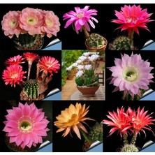 Yağmur Kaktüs Echinopsis Bol Yavrulu 12LIK Saksıda Kaktüs