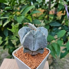 Yağmur Kaktüs Astrophytum Onzuka 9luk Saksıda Kaktüs