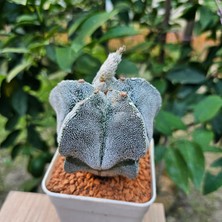 Yağmur Kaktüs Astrophytum Onzuka 9luk Saksıda Kaktüs