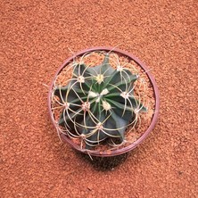 Yağmur Kaktüs Ferocactus Histrix 10LUK Saksıda Kaktüs