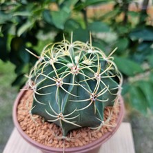 Yağmur Kaktüs Ferocactus Histrix 10LUK Saksıda Kaktüs