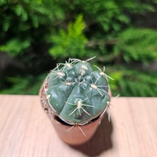 Yağmur Kaktüs Gymnocalycium Saglionis 5,5lik Saksıda Kaktüs