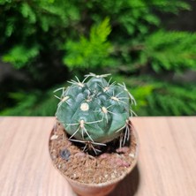 Yağmur Kaktüs Gymnocalycium Saglionis 5,5lik Saksıda Kaktüs