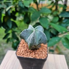 Yağmur Kaktüs Astrophytum Myriostigma 7lik Saksıda Kaktüs