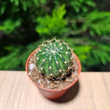 Yağmur Kaktüs Echinopsis 5,5lik Saksıda Kaktüs