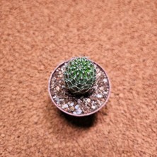 Yağmur Kaktüs Echinopsis 5.5lik Saksıda Kaktüs