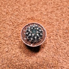 Yağmur Kaktüs Notocactus Submammulosus 5.5lik Saksıda Kaktüs