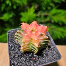 Yağmur Kaktüs Gymnocalycium Mihanovichii 5 cm Boyutunda Özel Tür Kaktüs