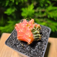 Yağmur Kaktüs Gymnocalycium Mihanovichii 5 cm Boyutunda Özel Tür Kaktüs