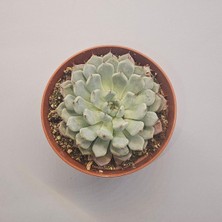 Yağmur Kaktüs Echeveria Colarata Sukulent 8.5 Lik Saksı