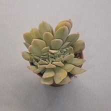 Yağmur Kaktüs Echeveria Secunda Sukulent 5.5 Lik Saksı