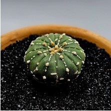 Yağmur Kaktüs Astrophytum Asterias 4.5 cm Boyutunda Özel Tür Kaktüs