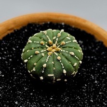 Yağmur Kaktüs Astrophytum Asterias 4.5 cm Boyutunda Özel Tür Kaktüs