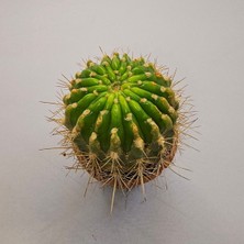 Yağmur Kaktüs Kaynana Topuzu Echinopsis Kaktüs 5,5lik Saksı