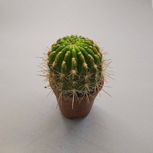 Yağmur Kaktüs Kaynana Topuzu Echinopsis Kaktüs 5,5lik Saksı