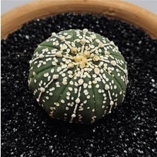 Yağmur Kaktüs Astrophytum Asterias 5 cm Boyutunda Özel Tür Kaktüs