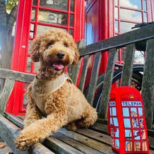 Wufwuf Peluş Telefon Kulübesi Vikvik Sesli Peluş Köpek Oyuncağı Londra Temalı Köpek Oyuncakları