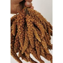 Eslem Tohumculuk Dal Darı-Doğal Sarı Daldarı Kuş Yemi 100 gr