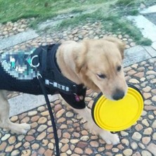 Byars Bilişim Katlanabilir Kedi Köpek Mama ve Su Kabı Köpek Oyuncağı Byarsbilişim