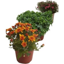 Bi Organik Chrysanthemum Flower Mix Set Kasımpatı Seti 3'Lü 10-20 Cm