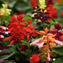 Tohumevi Ateş Çiçeği Tohumu - Salvia Splendens Sello (30+ Tohum)