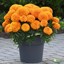 Tohumevi Iri Kafa Kadife Çiçeği Tohumu - African Marigold (35+ Tohum)