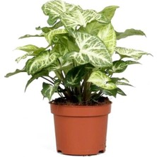 Bi Organik Melek Kanadı Çiçeği 20-30 Cm Saksılı Iç Mekan Bitkileri Syngonium Podophyllum