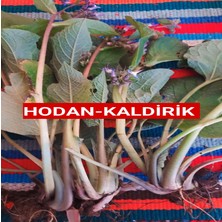 Nutyen 500 Gram Hodan-Kaldirik-Ispıt Otu Açık Kök